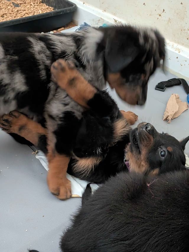 Beauceron Puppies media 10