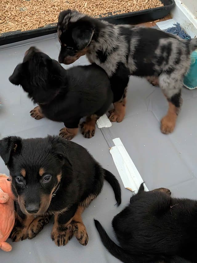 Beauceron Puppies media 11