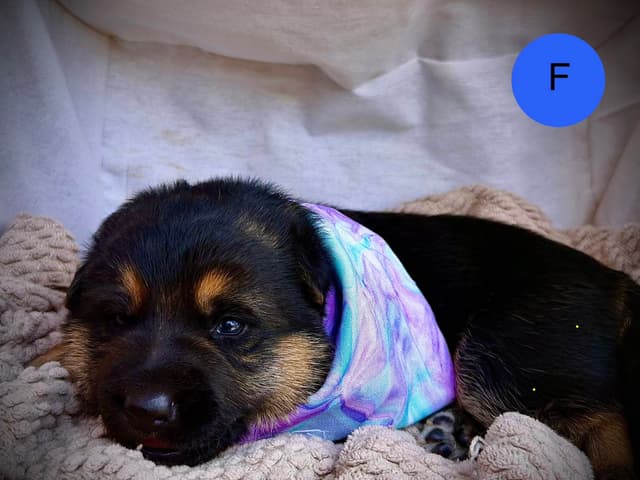 German Shepherd Dog Puppies media 2