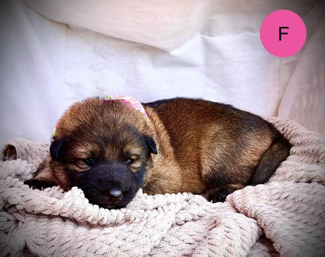German Shepherd Dog Puppies media 3