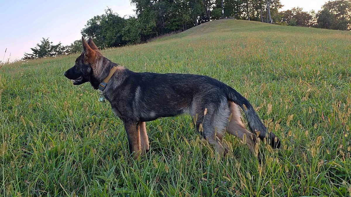 German Shepherd Dog Puppies breeder image 4