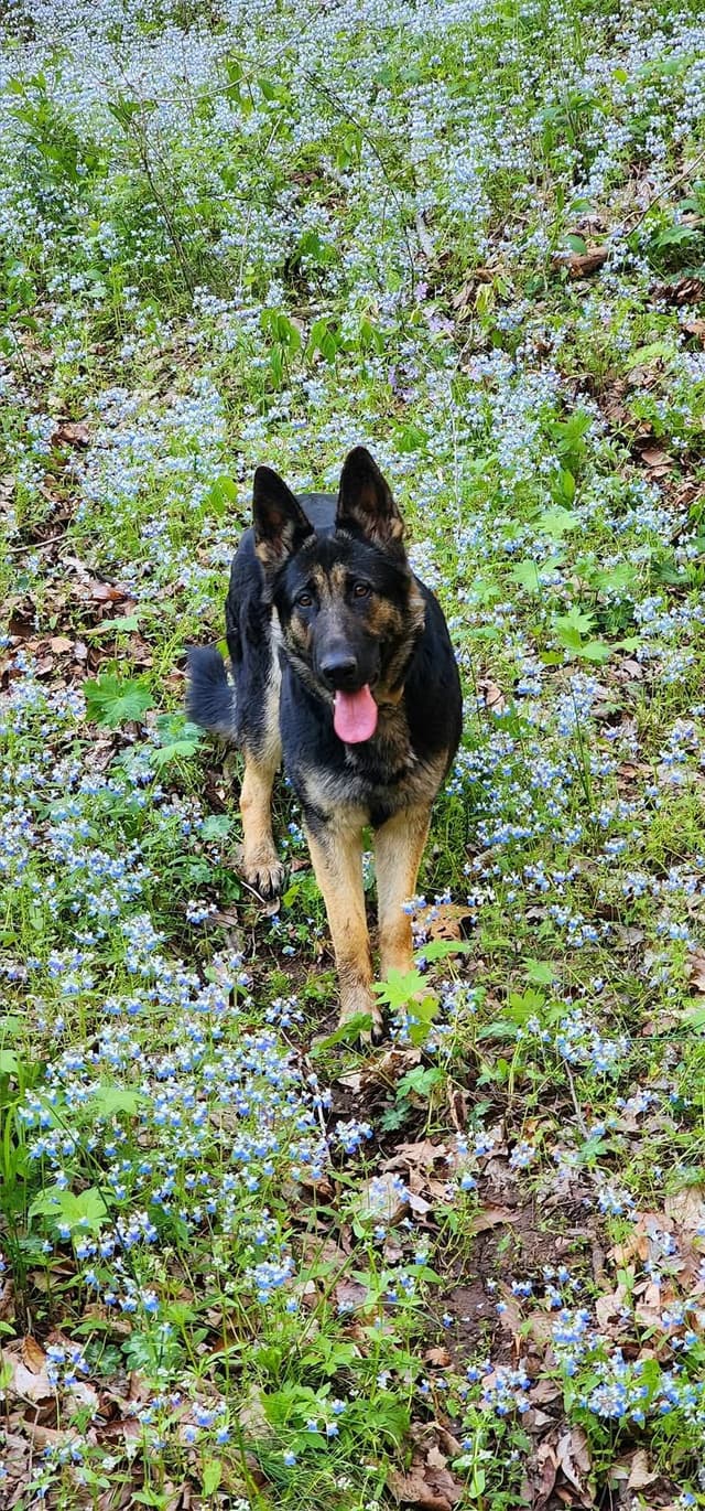 German Shepherd Dog Puppies media 2
