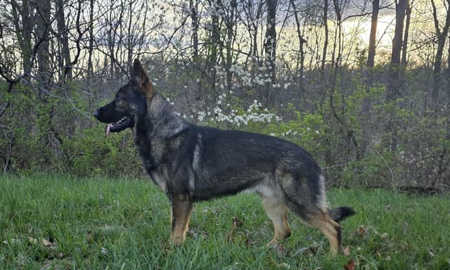 German Shepherd Dog Puppies media 3