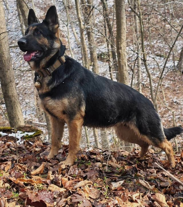 German Shepherd Dog Puppies media 4