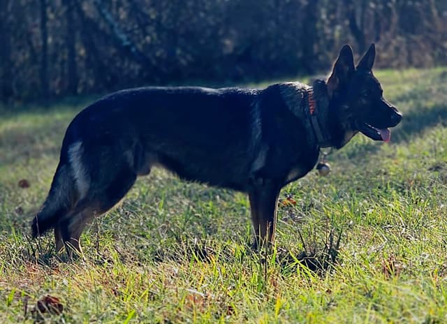 German Shepherd Dog Puppies media 5
