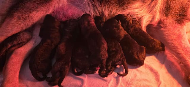 German Shepherd Dog Puppies media 9