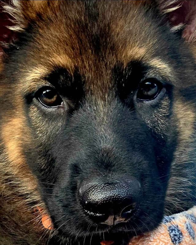 German Shepherd Dog Puppies media 12