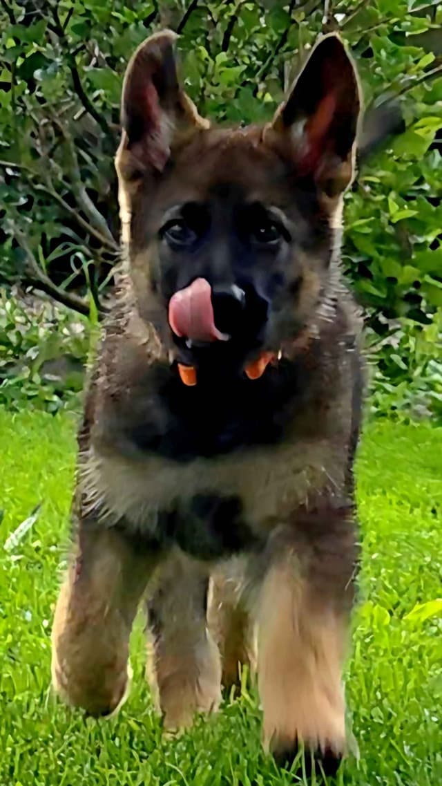 German Shepherd Dog Puppies media 13