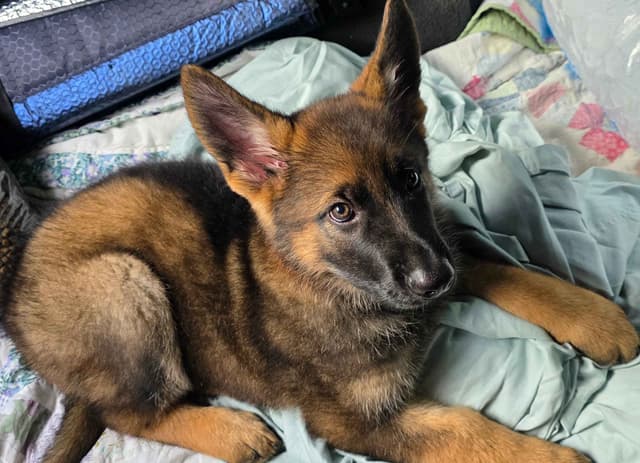 German Shepherd Dog Puppies media 14