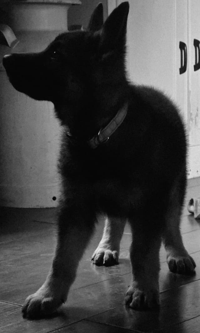 German Shepherd Dog Puppies media 15