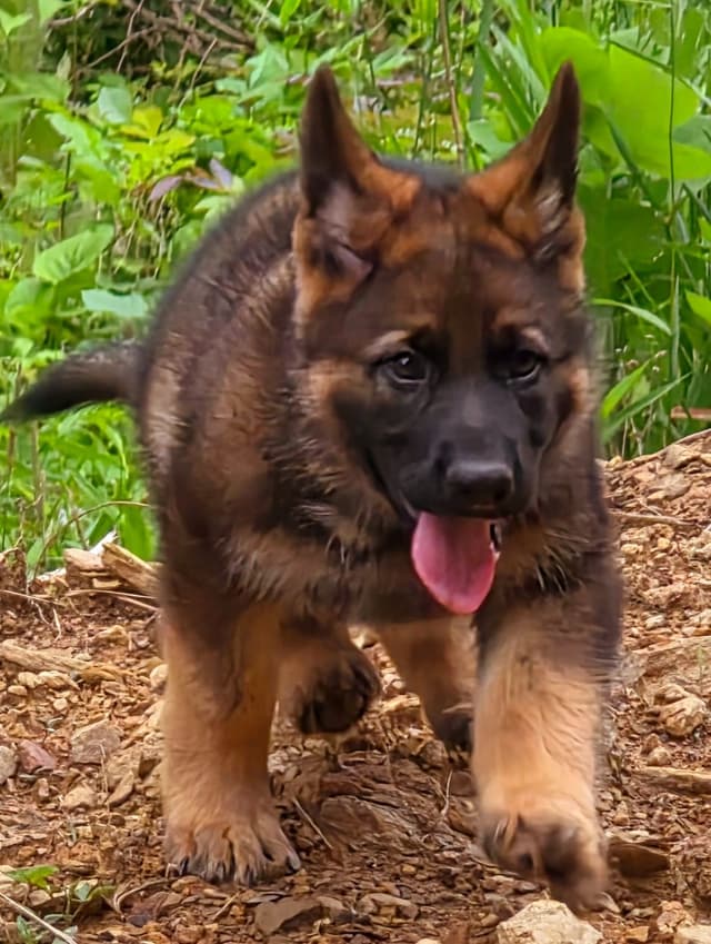 German Shepherd Dog Puppies media 16