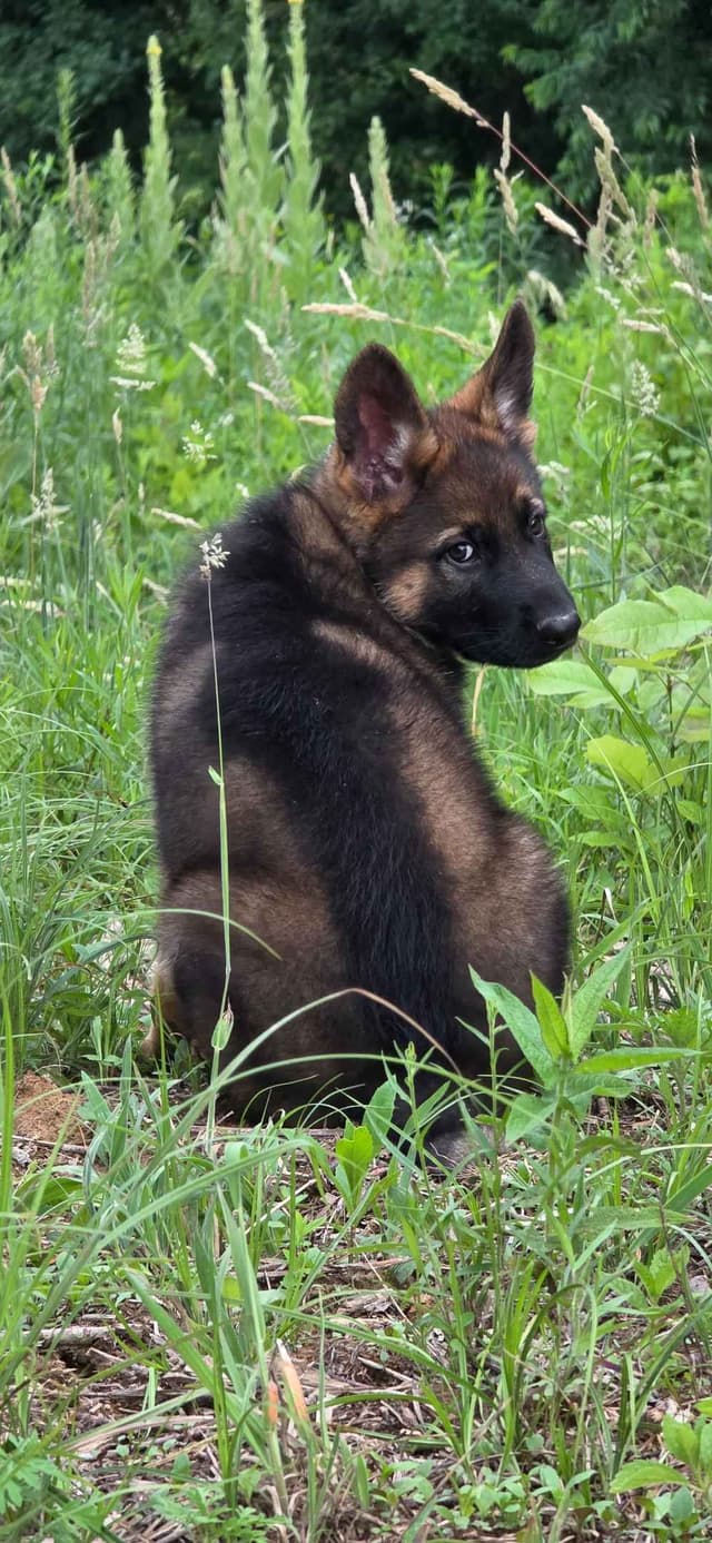 German Shepherd Dog Puppies media 17