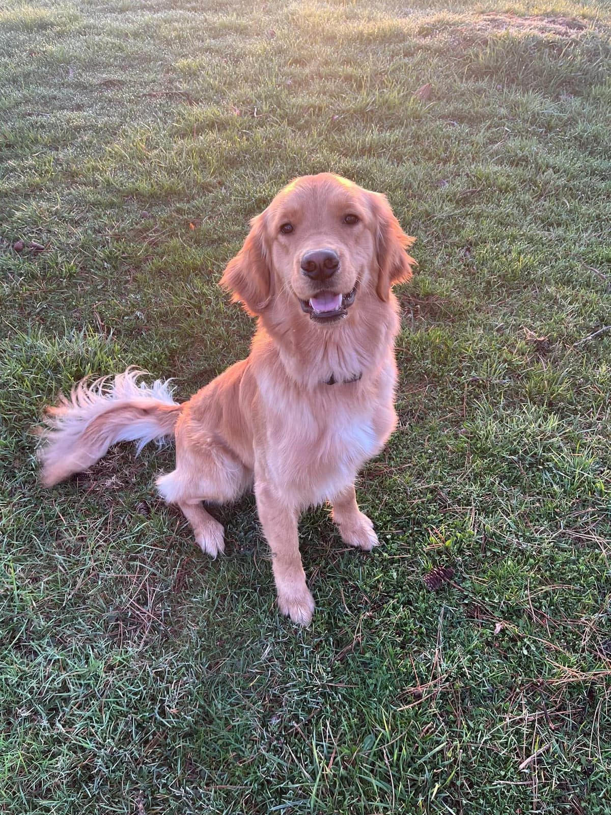 Golden Retriever Puppies breeder image 1
