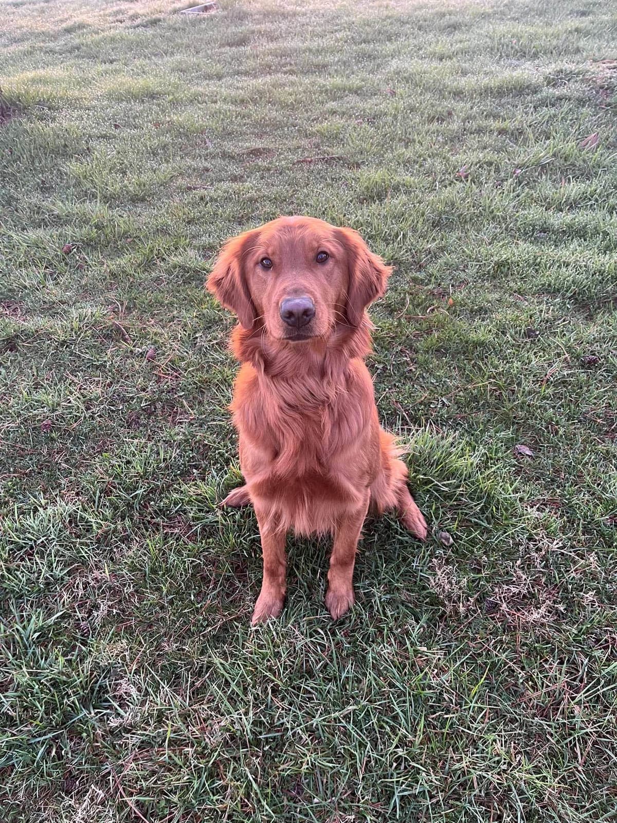 Golden Retriever Puppies breeder image 3