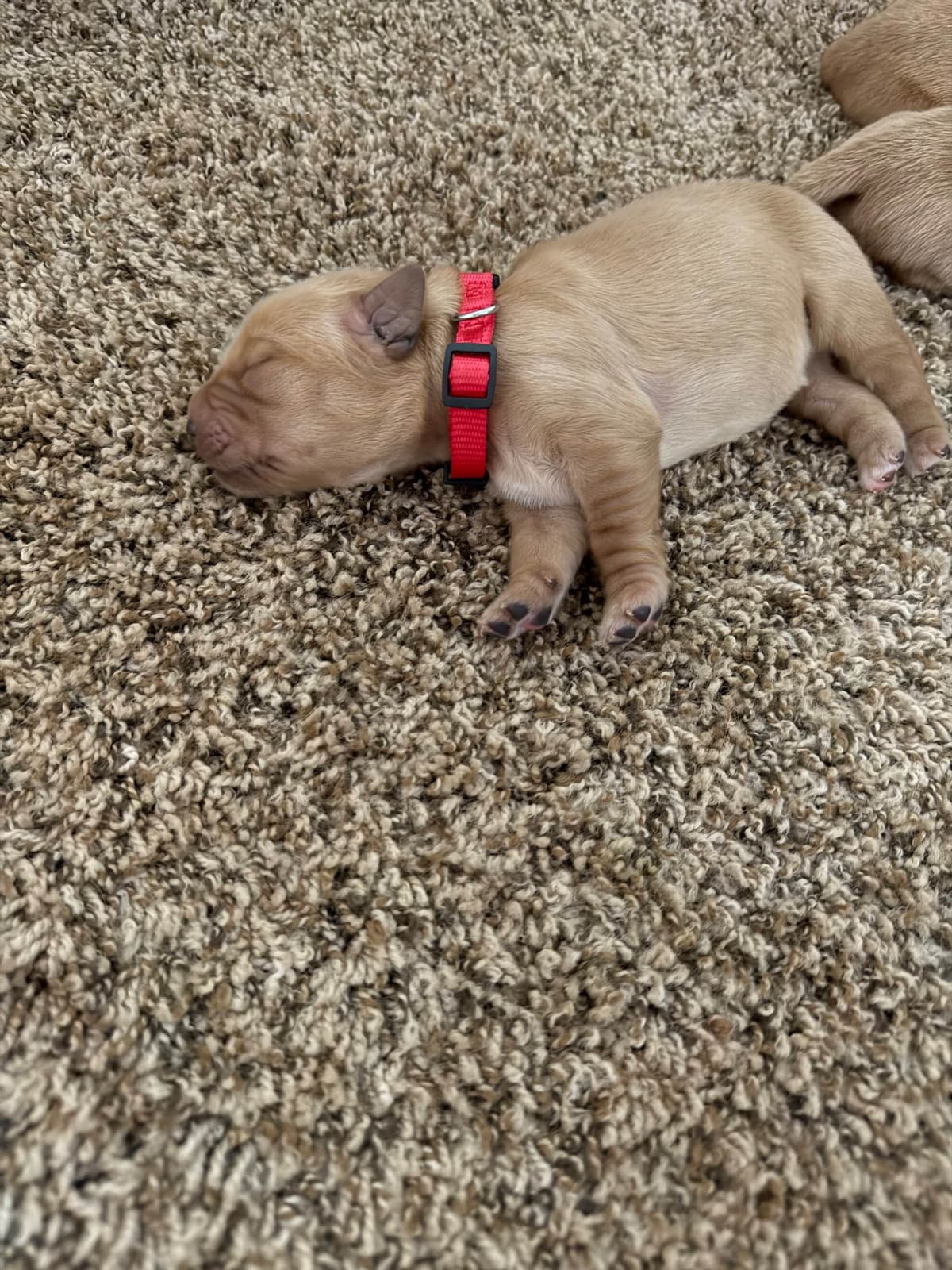 Golden Retriever Puppies breeder image 4
