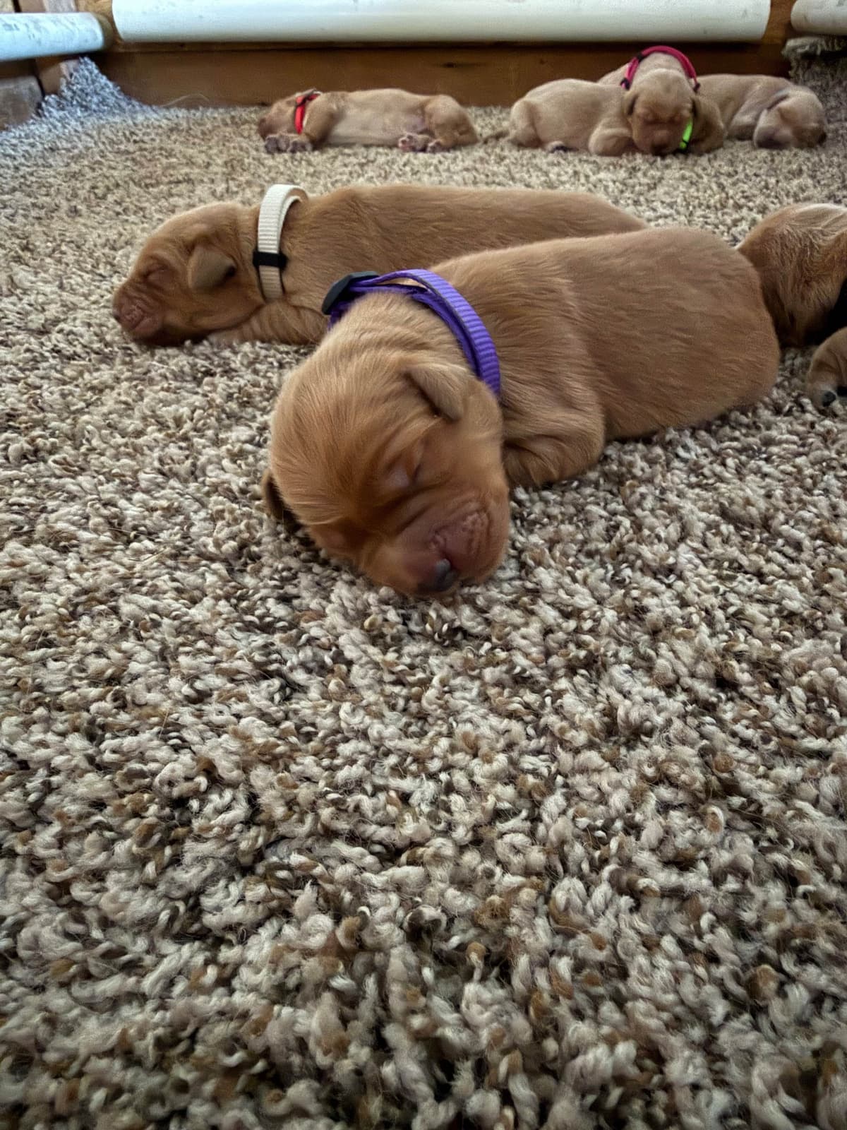 Golden Retriever Puppies breeder image 5