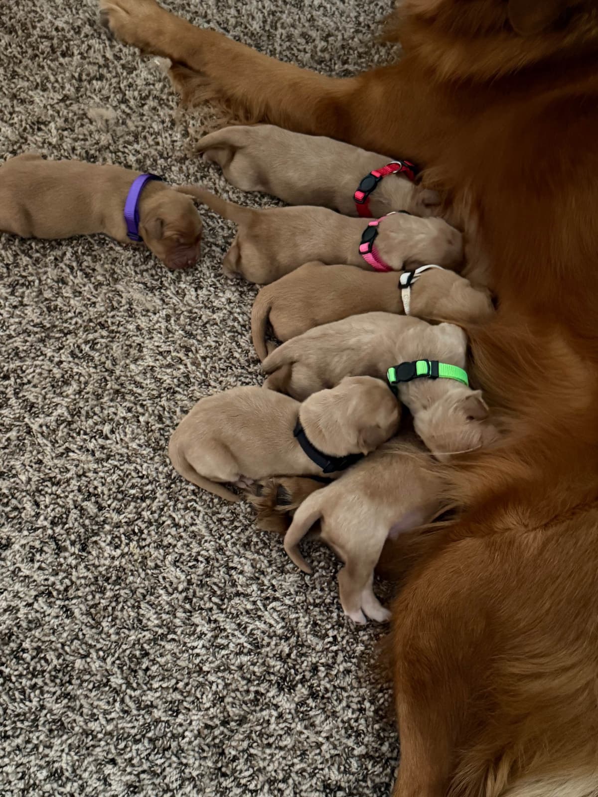 Golden Retriever Puppies breeder image 6