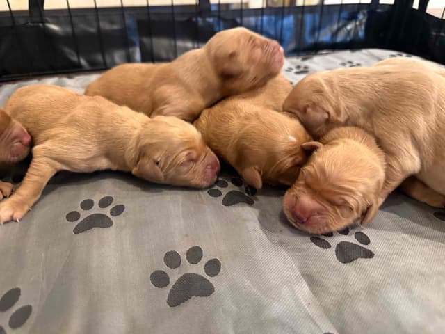 Golden Retriever Puppies media 4