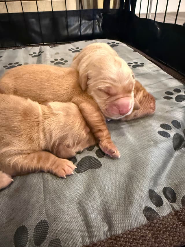 Golden Retriever Puppies media 5