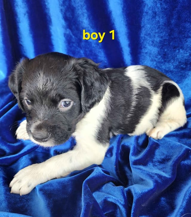 French Brittany Puppies media 2