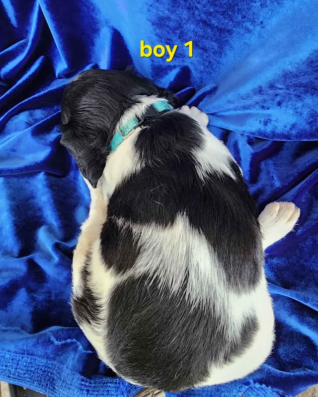 French Brittany Puppies media 3