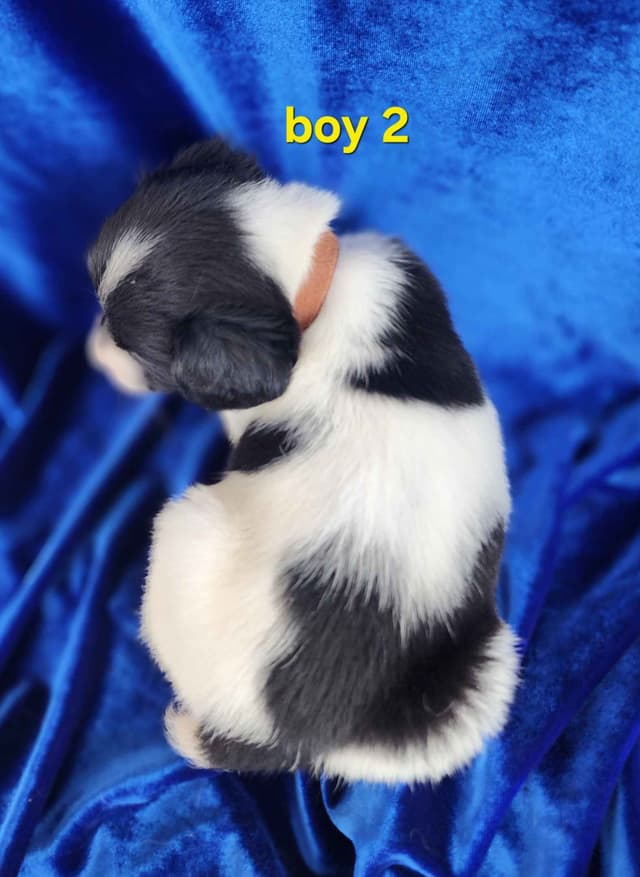 French Brittany Puppies media 4