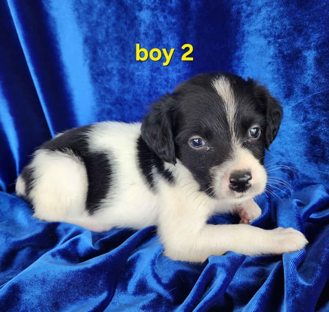 French Brittany Puppies media 5