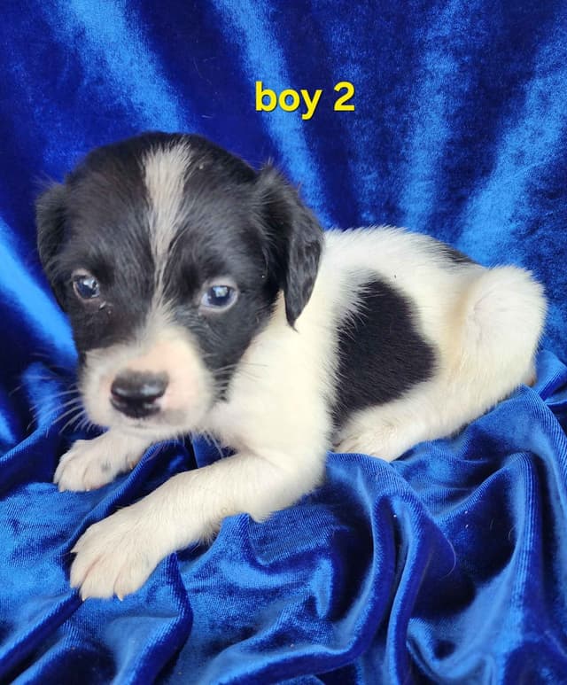 French Brittany Puppies media 6