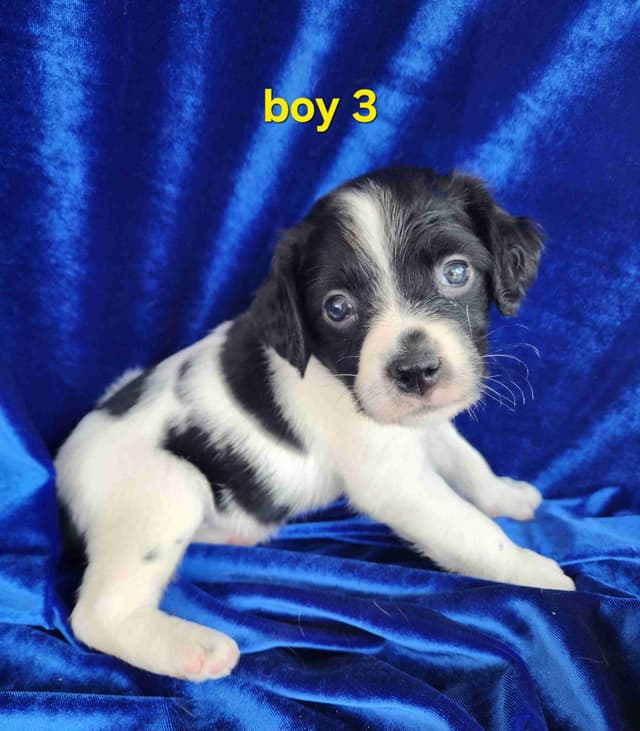 French Brittany Puppies media 8