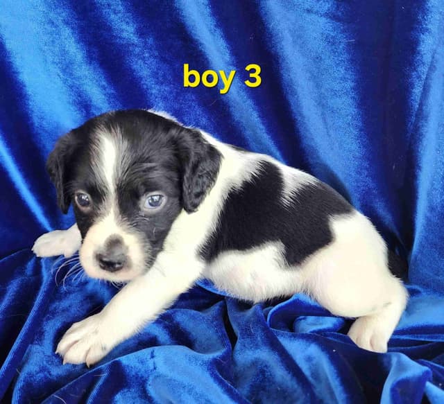 French Brittany Puppies media 9