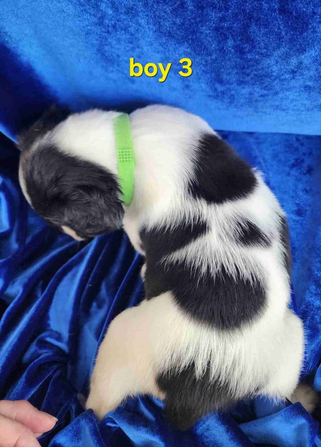 French Brittany Puppies media 7