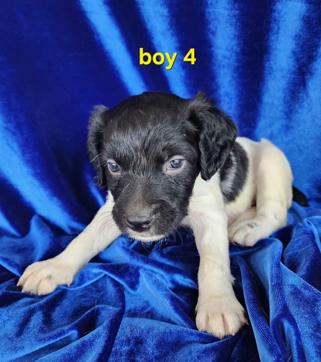French Brittany Puppies media 11