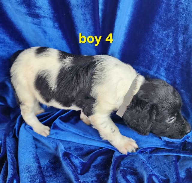 French Brittany Puppies media 10