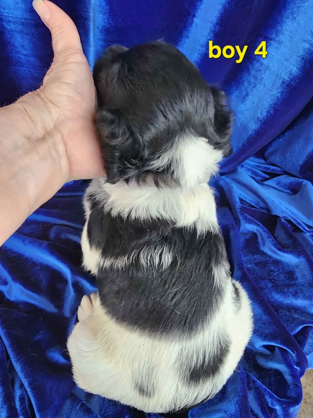 French Brittany Puppies media 12