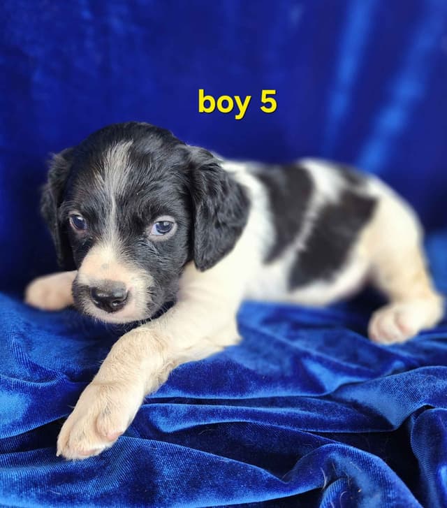 French Brittany Puppies media 13