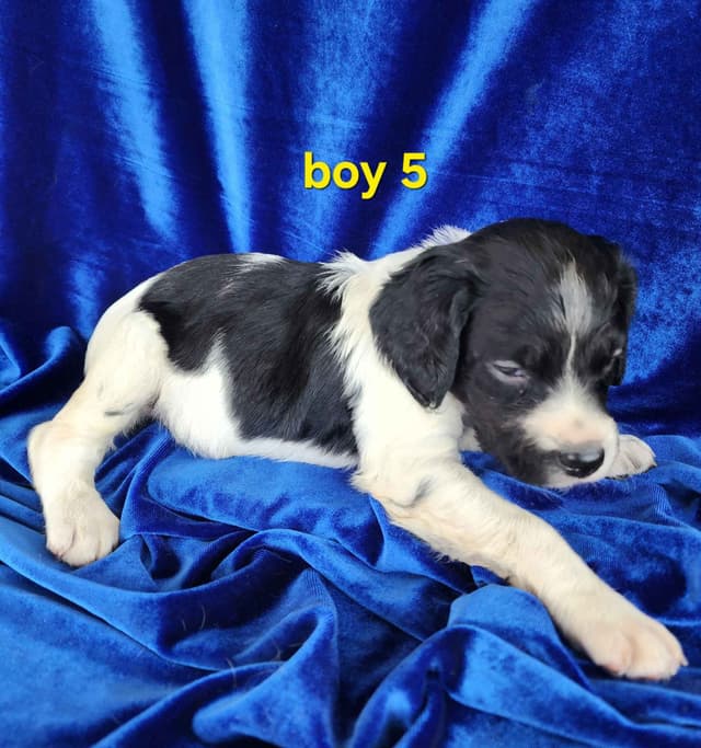 French Brittany Puppies media 14