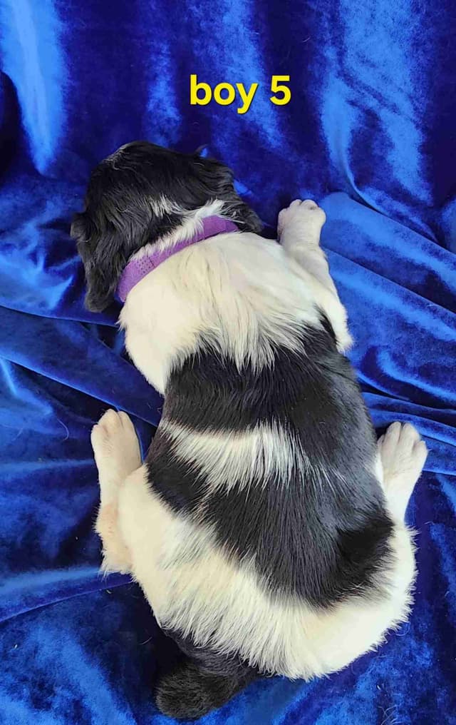 French Brittany Puppies media 15