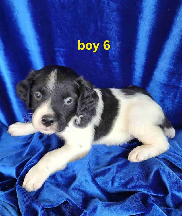 French Brittany Puppies media 18