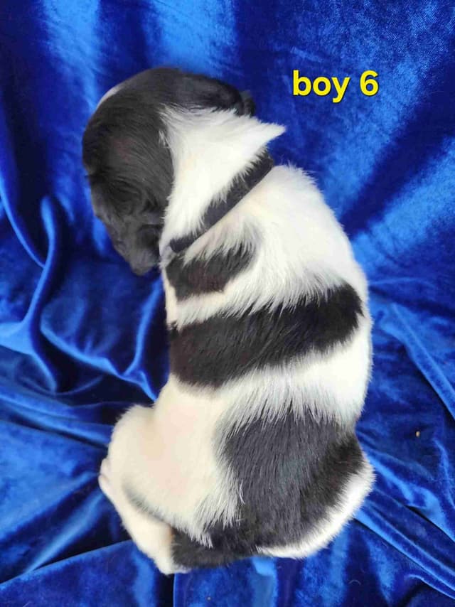 French Brittany Puppies media 17