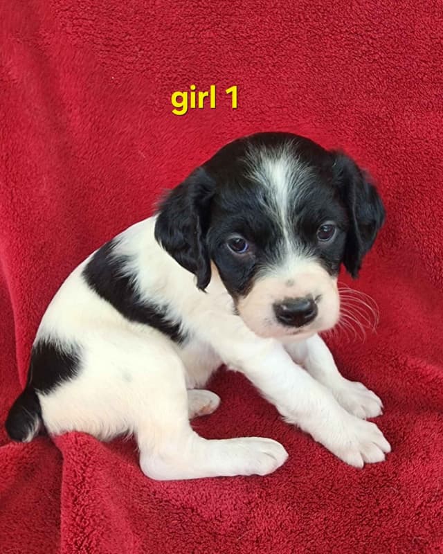 French Brittany Puppies media 19