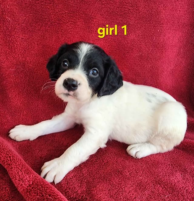 French Brittany Puppies media 20