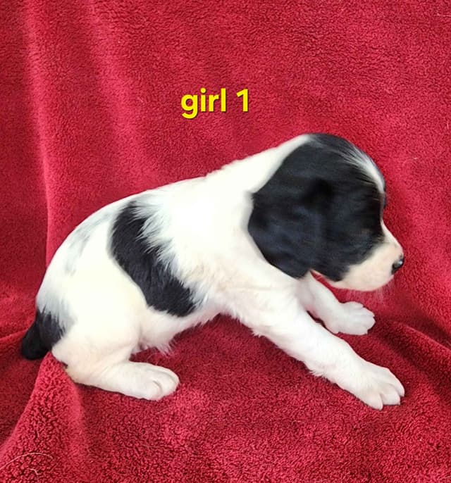 French Brittany Puppies media 21