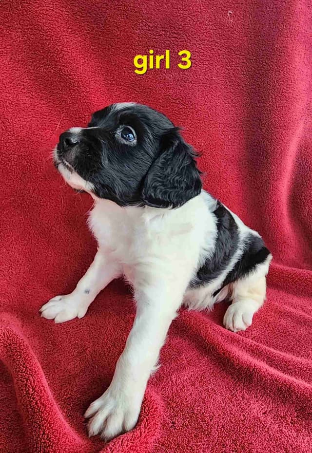 French Brittany Puppies media 24