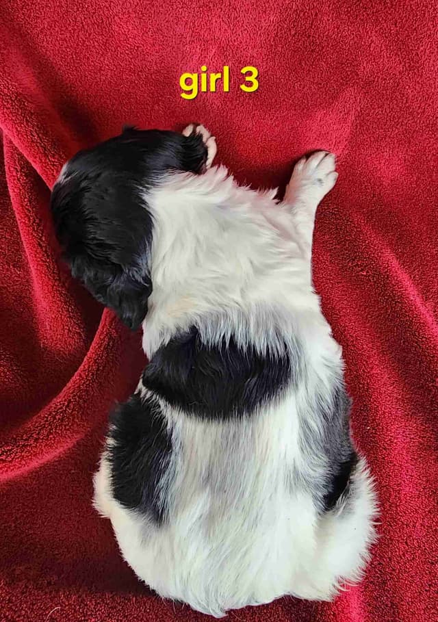 French Brittany Puppies media 22