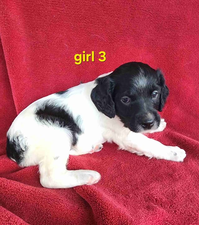 French Brittany Puppies media 23