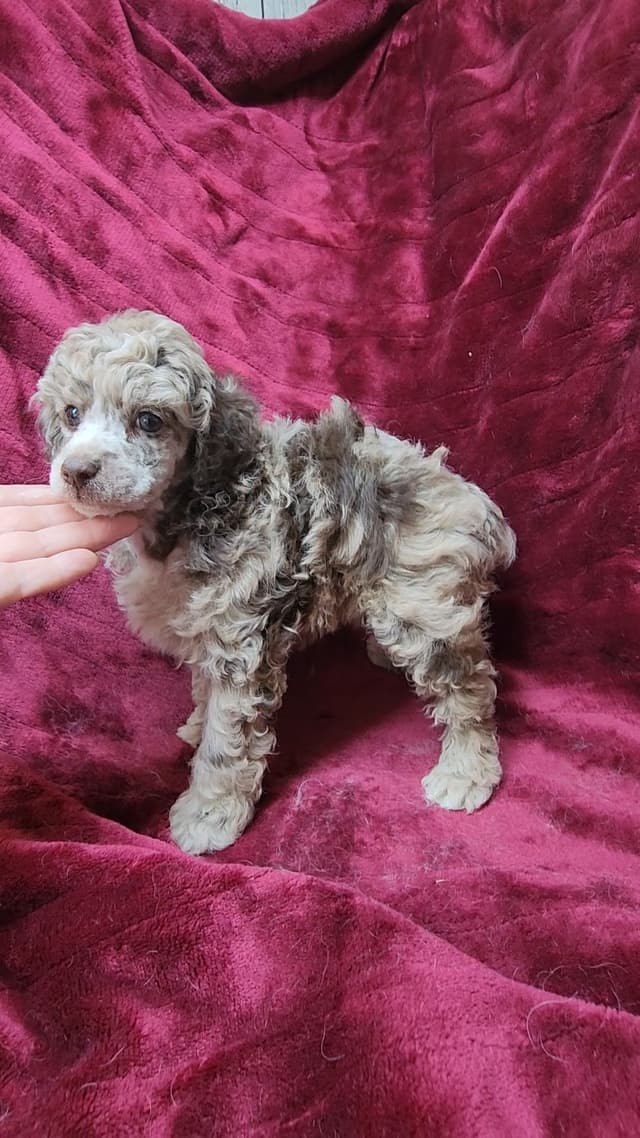 Miniature Poodle Puppies media 2