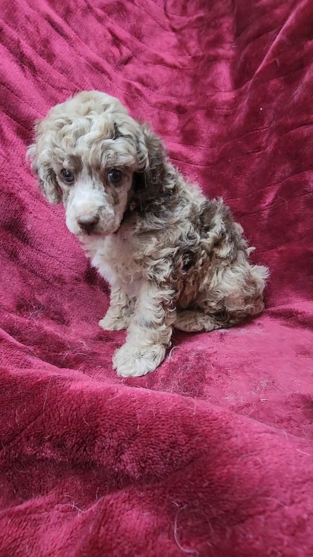 Miniature Poodle Puppies media 3