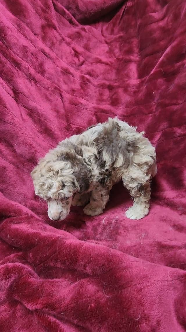Miniature Poodle Puppies media 4
