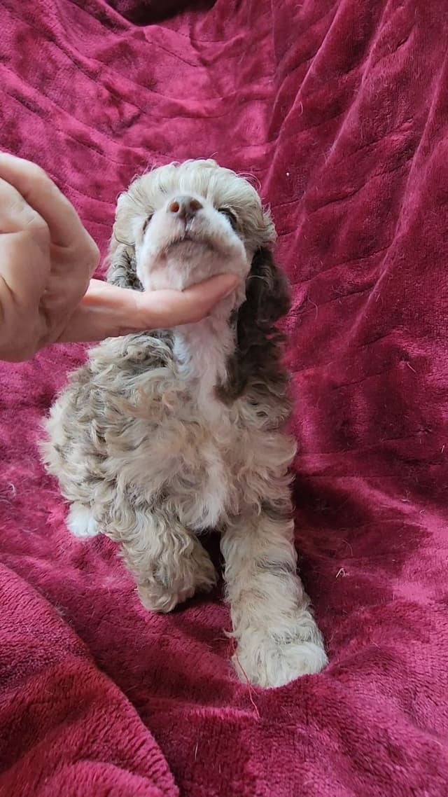 Miniature Poodle Puppies media 5