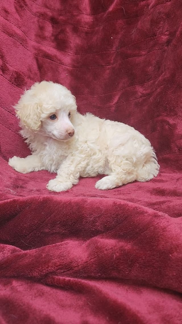 Miniature Poodle Puppies media 6